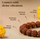 GK 7 Mukhi Rudraksha Bracelet
