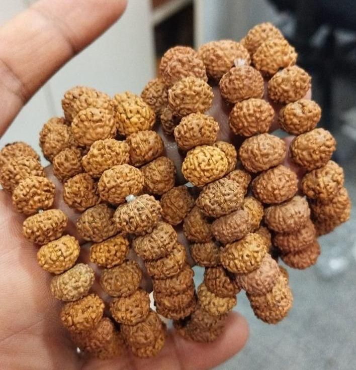 GK 7 Mukhi Rudraksha Bracelet