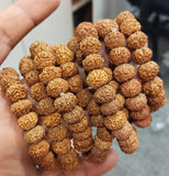 GK 7 Mukhi Rudraksha Bracelet